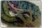Emperor Shrimp and Medusa Worm Combo